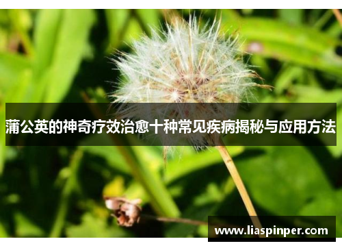 蒲公英的神奇疗效治愈十种常见疾病揭秘与应用方法