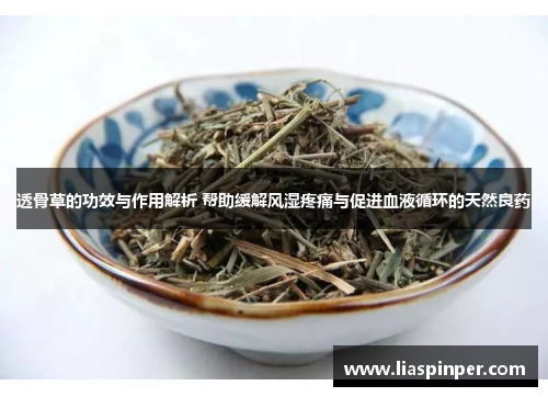 透骨草的功效与作用解析 帮助缓解风湿疼痛与促进血液循环的天然良药