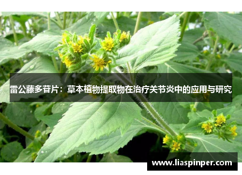 雷公藤多苷片：草本植物提取物在治疗关节炎中的应用与研究